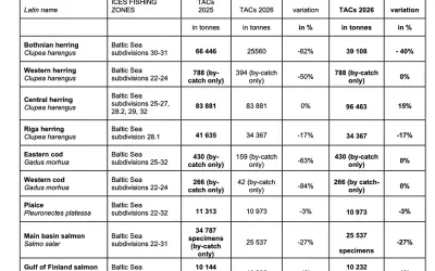 Dorsz w Bałtyku 2026: Połów dozwolony? Wszystkie zasady i limity.