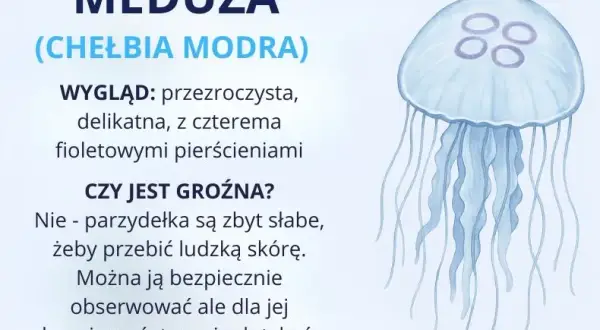 Bałtyk: Fascynujące zwierzęta polskiego wybrzeża. Czy są niebezpieczne?