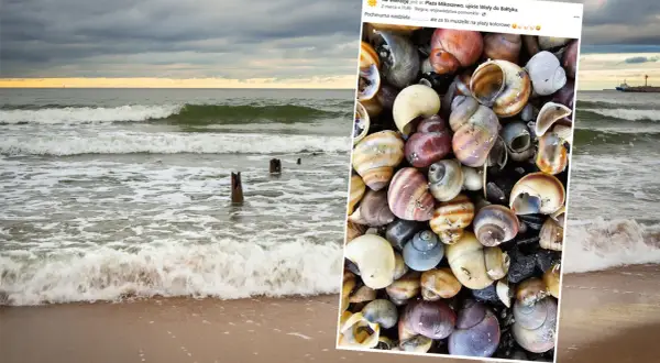 Odkryj muszle Bałtyku: Rozpoznaj gatunki i znajdź je na plaży!