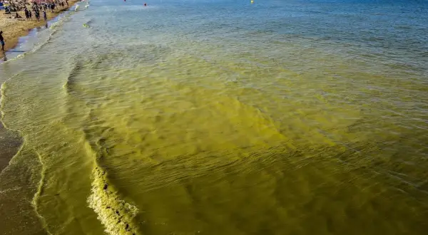Sinice w Bałtyku: Jak rozpoznać zagrożenie i bezpiecznie plażować?
